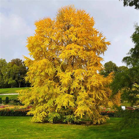 Katsura Trees for Sale – FastGrowingTrees.com