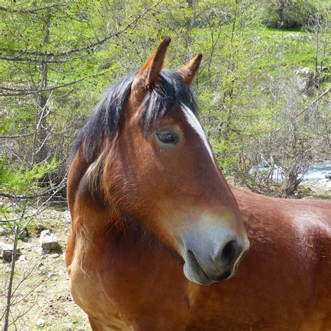 Free Images : nature, pasture, stallion, mane, fauna, close up, animals, vertebrate, mare, foal ...