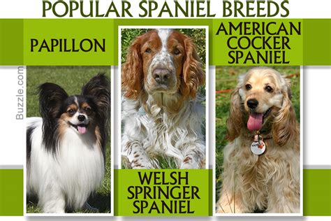 An Exhaustive List of Spaniel Breeds With Pictures - DogAppy