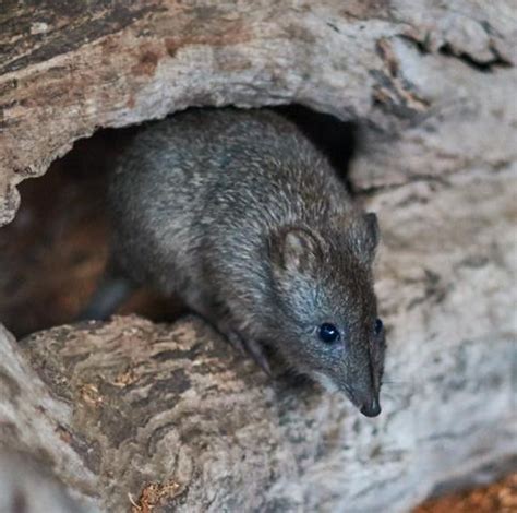 potoroo SM Nov - Conservation Ecology Centre - Cape Otway