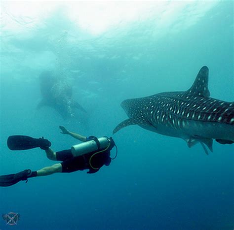 Discover Scuba Diving in Maldives | Explorer Ventures