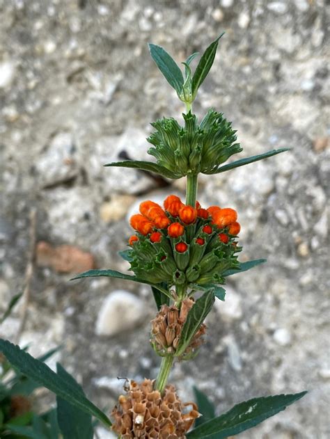 Leonotis leonurus (Introduced) – eFlora of India