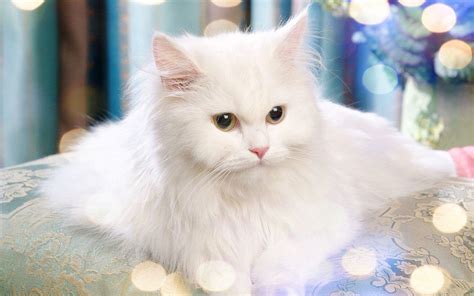 Persian Cat Wallpapers - Wallpaper Cave