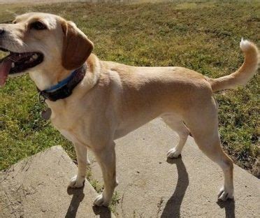 The Beagle & Lab mix (A.K.A. Beagador): Fun, playful with a mind of its ...