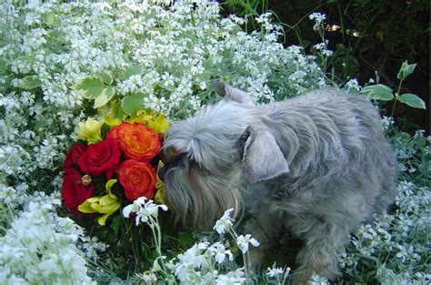 Free Images : flower, puppy, lhasa apso, terrier, havanese, dog like ...