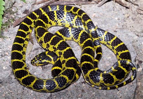 Yellow Banded Wolf Snake (Dinodon Flavozonatum) | Flickr - Photo Sharing!