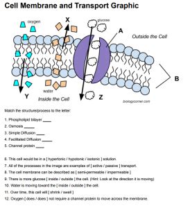 Label a Graphic on the Cell Membrane and Transport