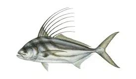 Roosterfish - Fishing & Habitat - Travelfish