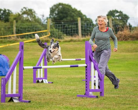 Best Dog Treadmill And Other Agility Equipment - Dogschool.com