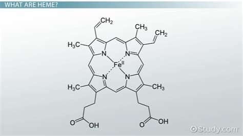 Heme Group in Hemoglobin | Definition, Structure & Function - Lesson ...