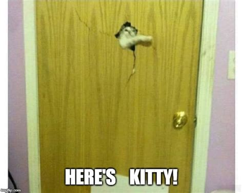 HERE KITTY KITTY! - Imgflip