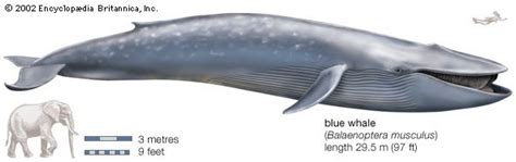 cetacean | Life Span, Evolution, & Characteristics | Britannica.com