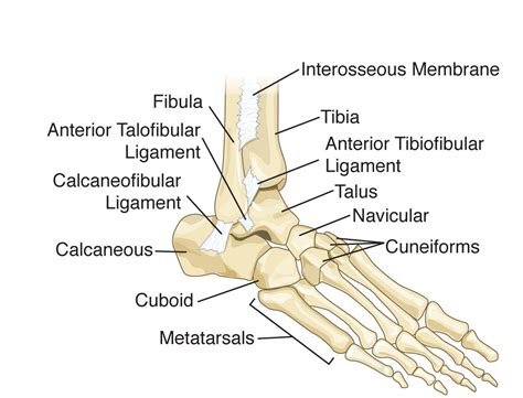 Diagram Of Foot And Ankle Bones