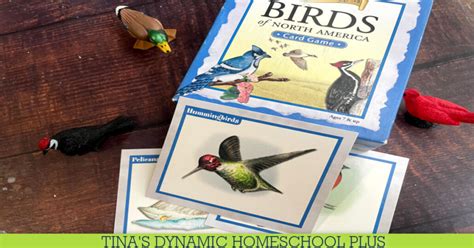 How to Make DIY Hummingbird Nectar And Favorite Amazon Rainforest ...