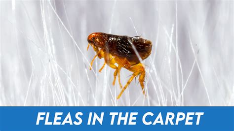 How to Get Rid of Fleas in Carpet: Guide to a Flea-Free Home