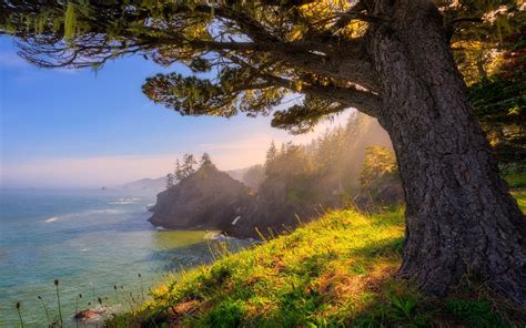nature, Landscape, Oregon, Sea, Sunlight, Coast, Forest, Grass, Trees Wallpapers HD / Desktop ...