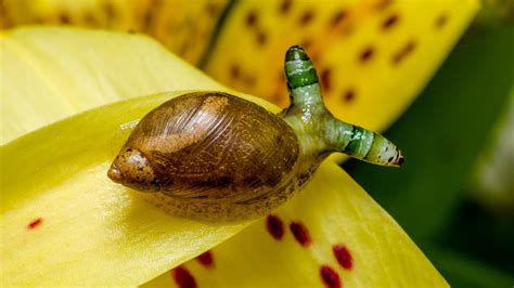 Green-banded broodsac: The brain-hijacking parasite that creates disco zombie snails | Live Science