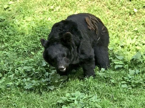 Wild bear attacks in Japan reach highest number in five years : worldnews