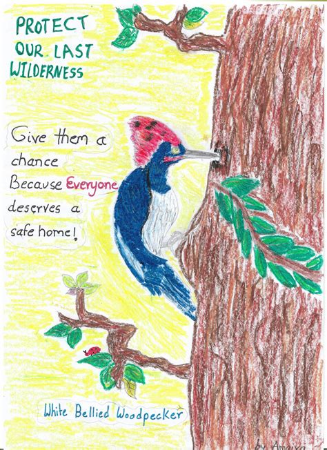 Winners of the Endangered Species Kids Poster Design Contest – Cicada Tree Eco-Place