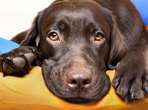 Chocolate Labradors die sooner than the other kinds: study | National Post