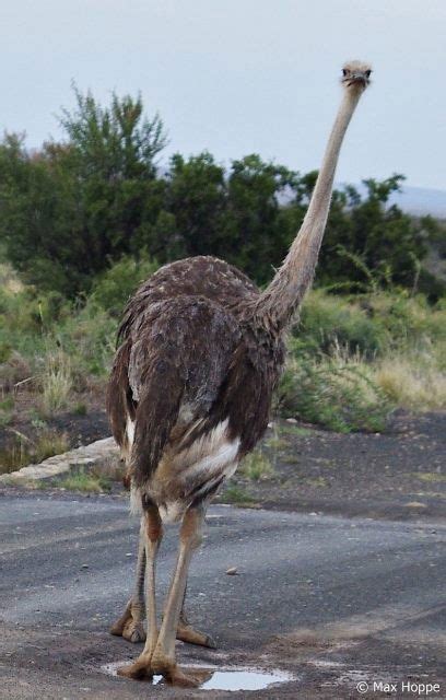 Funny ostrich | Funny bunnies, Bird wallpaper, Wildlife adventure