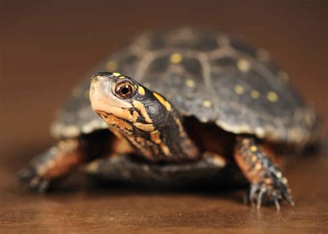 Spotted Turtle | Sharon Audubon Center