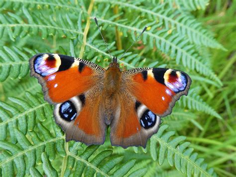 Butterflies to watch in July – Butterfly Conservation Ireland