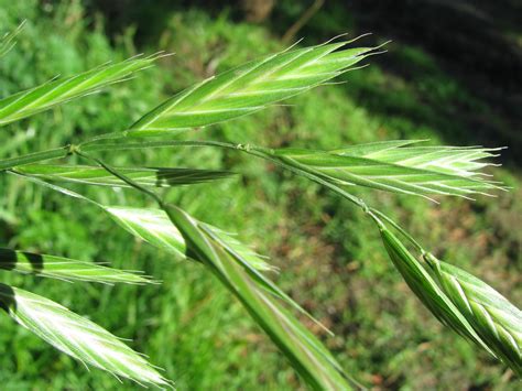 Bromus catharticus (Prairie Grass) - naturalised | Prairie G… | Flickr