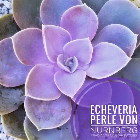 Echeveria-pvn-types-of-succulents-identification - SUCCULENTdotCARE