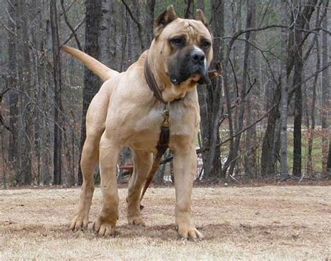 Perro de Presa Canario: Breed Information, Puppies & Breeders - Dogs ...