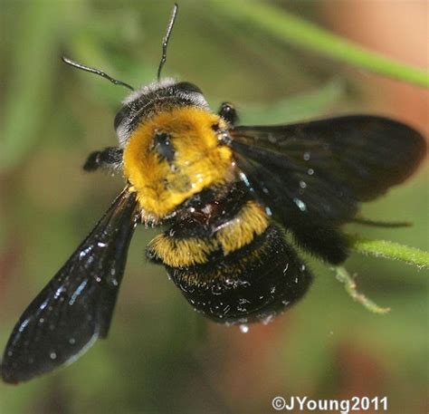 South African Photographs: Close up of a Carpenter Bee 2