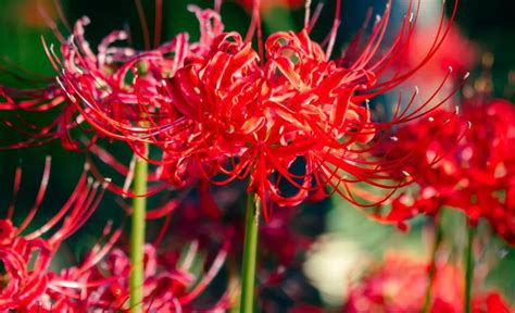 Red Spider Lily Flower: Meaning, Symbolism, and Colors | Pansy Maiden