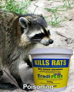 How To Kill Raccoons: Poison? - Humane Raccoon Removal