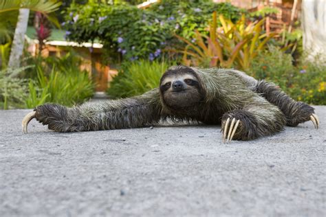 The Great Sloth Run - the first ever 5K race to benefit sloth conservation!