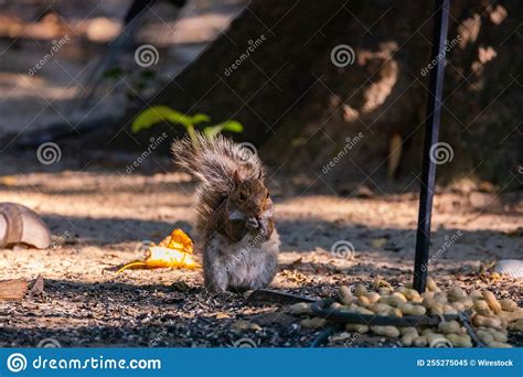 Cute Squirrel Eating Peanuts in the Forest Stock Image - Image of ...