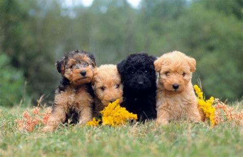 Terrier Dog Puppies Pictures