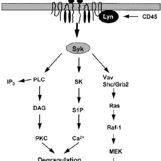 Fc receptor activation in ADCC by NK cells. Schematic representation of ...