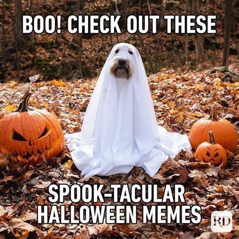 50 Halloween Memes That Will Have You Howling with Laughter | Halloween ...