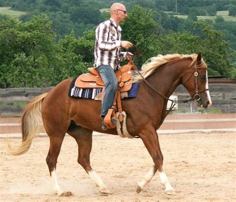 Different Types of Horse Riding Saddles | HowTheyPlay