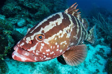 A Guide to the Different Types of Grouper - American Oceans