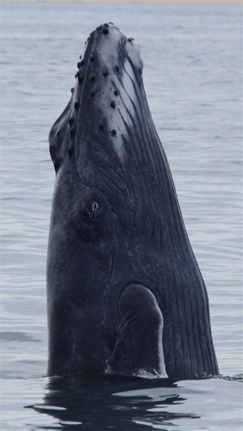 Humpback Whale: Facts & Conservation Status - Whale Watch Cabo Tours | Whale species, Whale ...