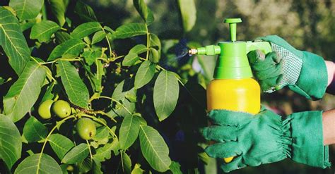 Everything You Need to Know About Organic Pesticides