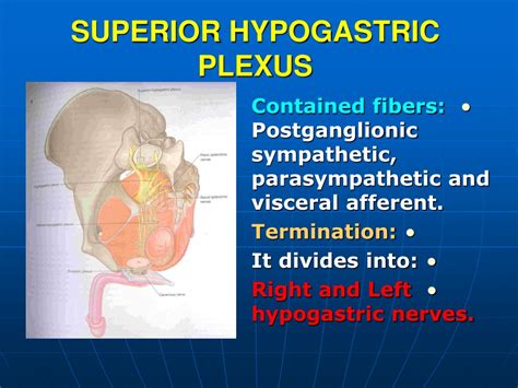 PPT - SOMATIC NERVES (SACRAL PLEXUS) PowerPoint Presentation, free ...