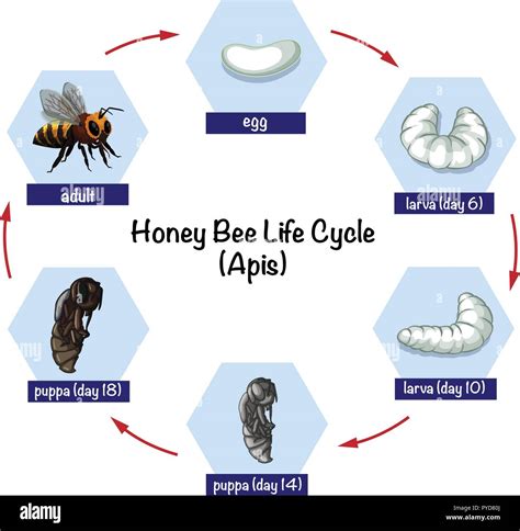 Honey bee life cycle illustration Stock Vector Image & Art - Alamy