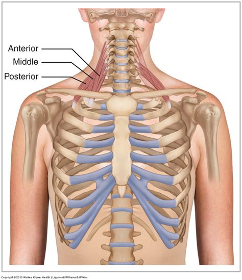 Scalene Group - Learn Muscles