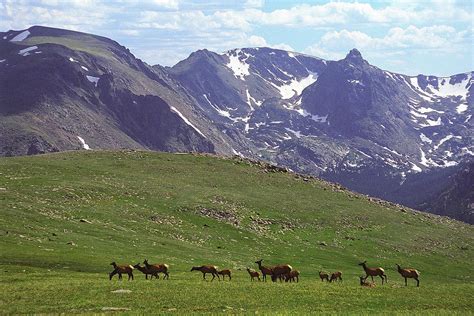 Elk Herd in the Rockies Photograph by Alan Lenk - Fine Art America