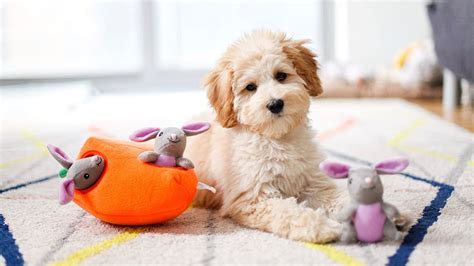 5 Best Interactive Dog Toys of 2024 - Reviewed