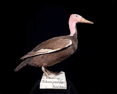 Pink headed duck - Alchetron, The Free Social Encyclopedia