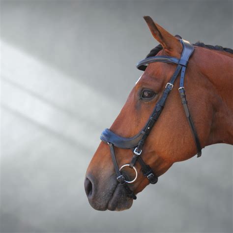 Australian & International Horse Bridles – Active Equine