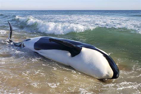 Beached killer whale dies in first known stranding in southeast US